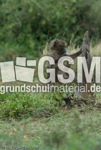 Tschakma Pavian (48 von 48).jpg